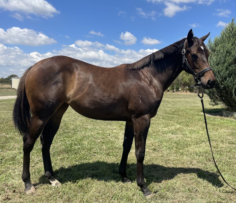 Nova (Foxwedge X Pride Of Ardrossan)