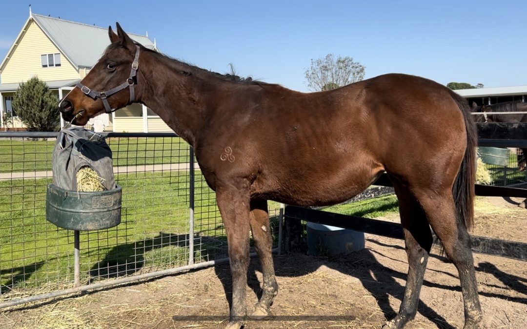 Nicconi X El Questro 22 Filly